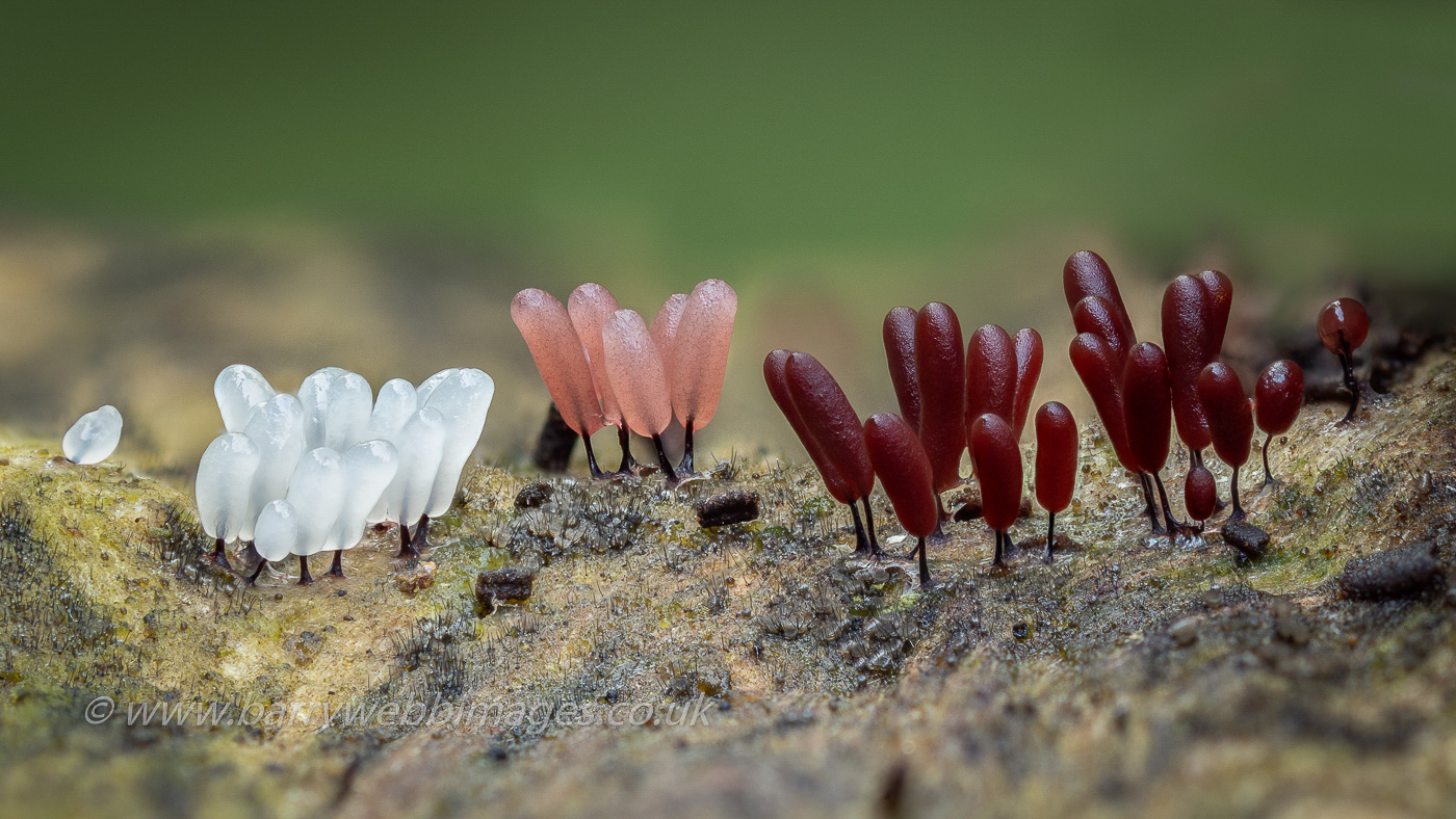 Photo by Barry Webb Stemonitopsis hyperopta or amoena, possibly by Barry Webb